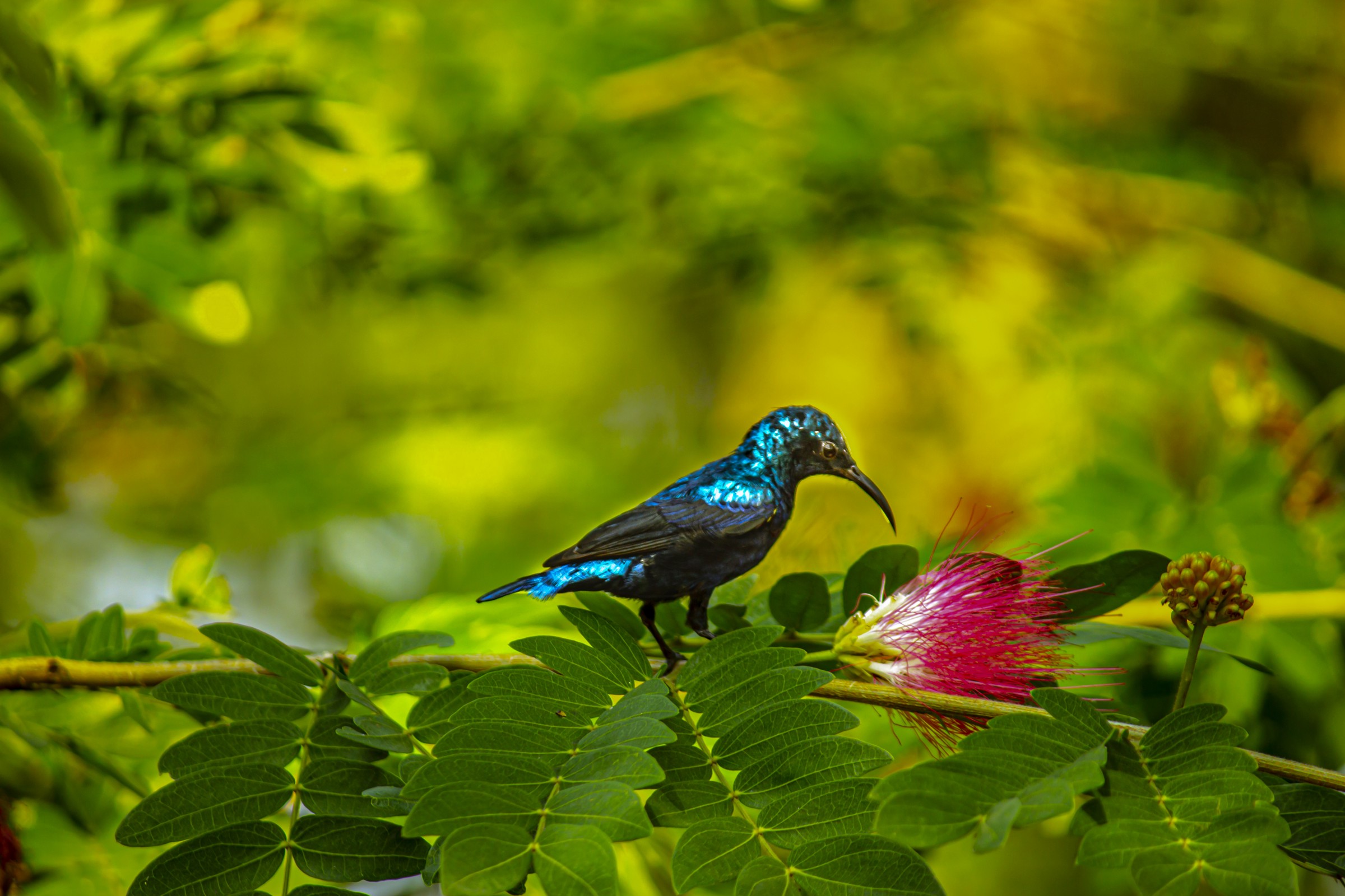 Picture depicting a bird in nature